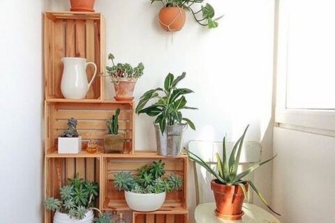 INDOOR PLANTS and HOUSE PLANTS