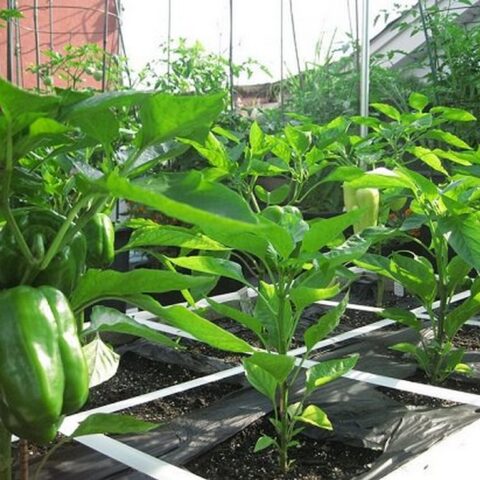 ORGANIC TERRACE FARMING – THE KEY TO SELF-SUSTENANCE (4)