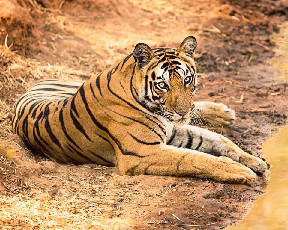 International Tiger Day - Pondering on India’s role in tiger conservation 