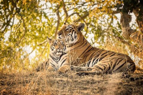 International Tiger Day - Pondering on India’s role in tiger conservation