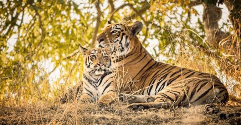 International Tiger Day - Pondering on India’s role in tiger conservation