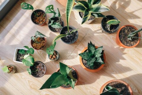 Indoor plants: Simple design hacks to decorate indoors