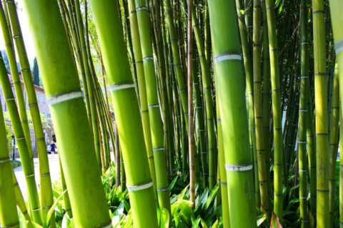 World Bamboo Day: A Core Material of Design World