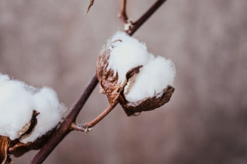 World Cotton Day - Everything You Need to Know