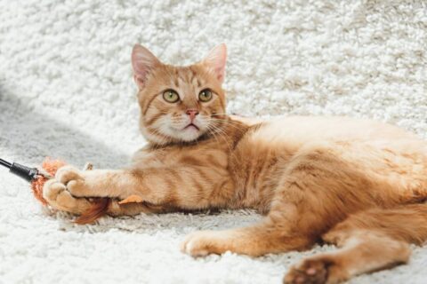 5 tips for cleaning pet hair from a carpet