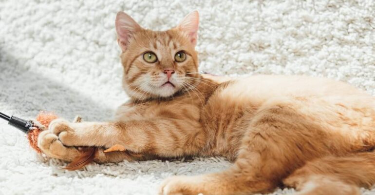 5 tips for cleaning pet hair from a carpet