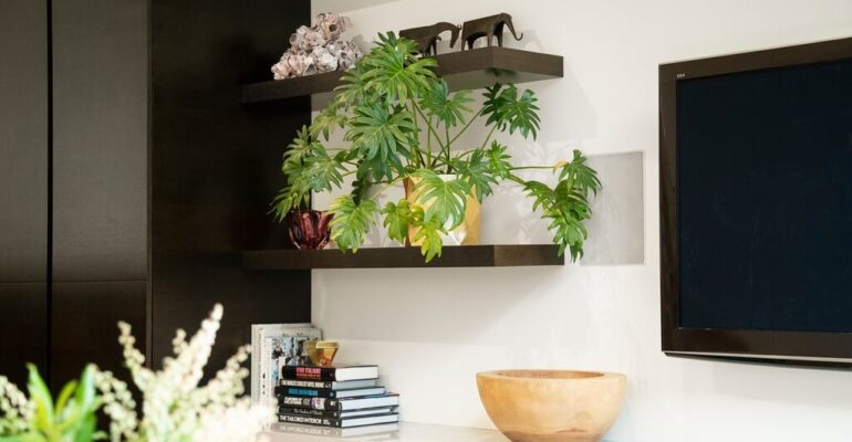 Best houseplants for winter to buy in India