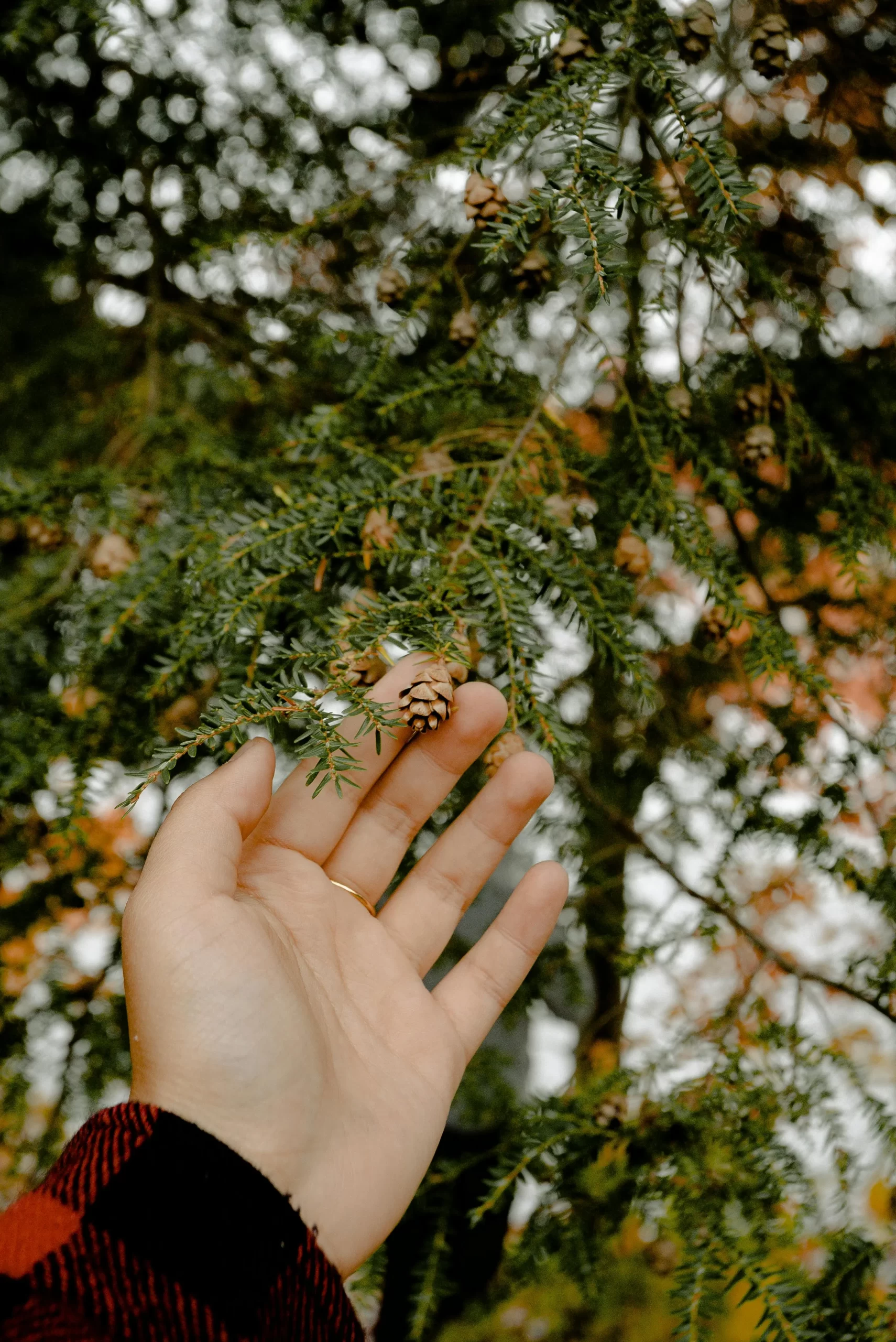 Fall or Winter Photos Tips To Capture Some Beautiful Shots