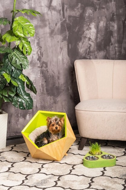 Creating Pet Friendly Interior Spaces Tips and Ideas (2)