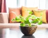 Eco-Friendly Interior Design: Creating Green Interiors