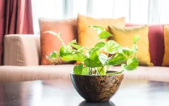 Eco-Friendly Interior Design: Creating Green Interiors